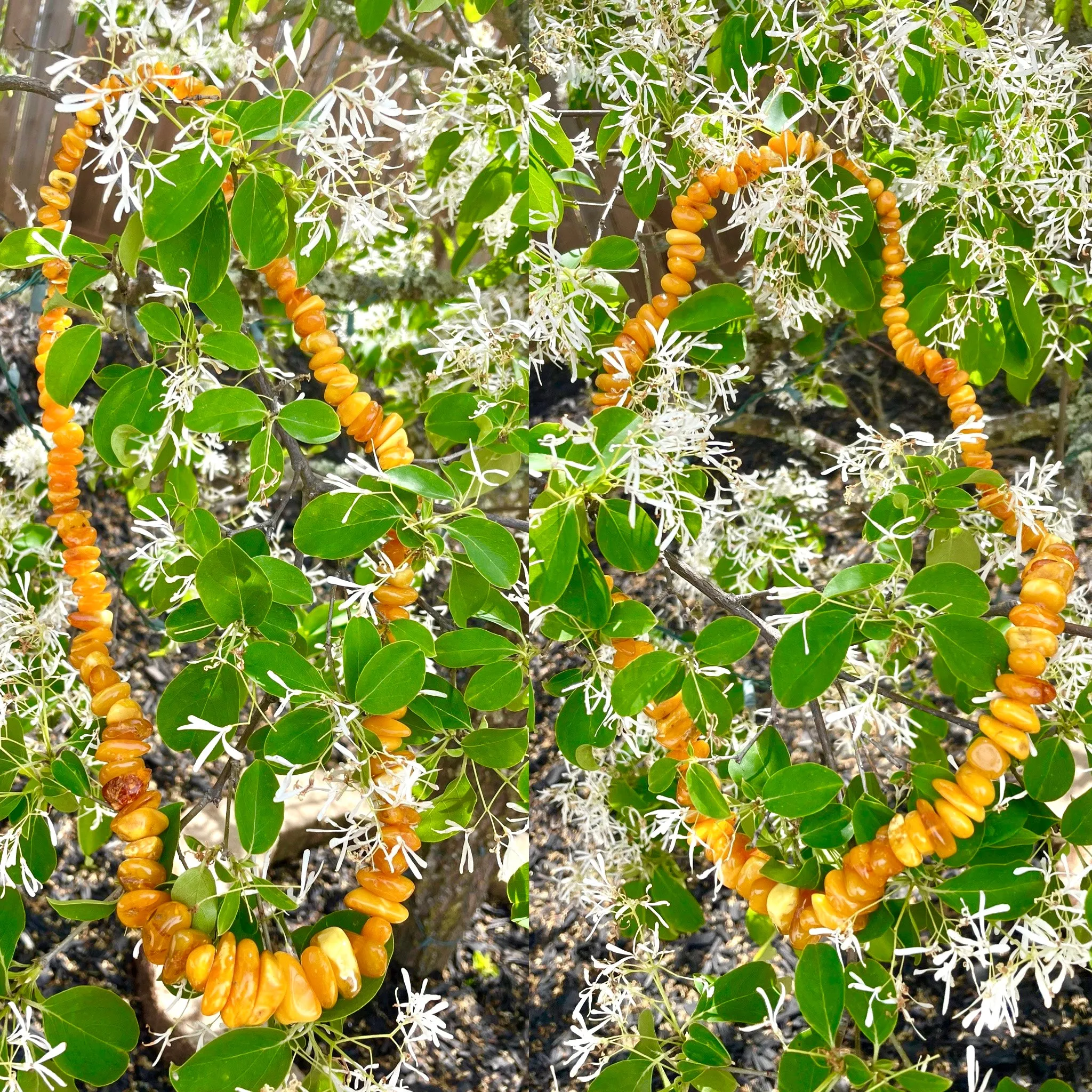 Antique Genuine Butterscotch Amber Bead 14”  Long Necklace 120g